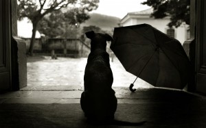 Dog-Waiting-Rain