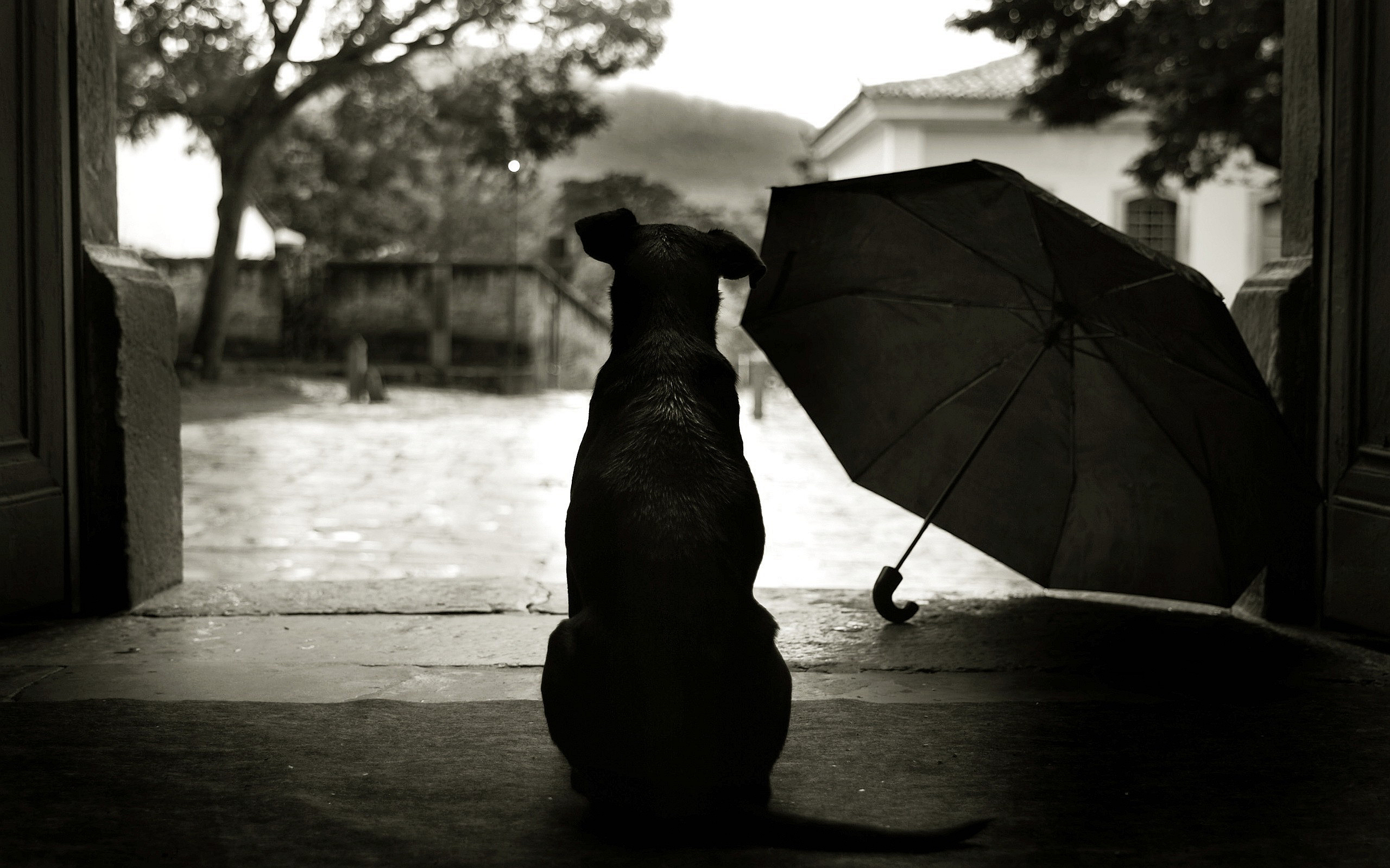 7 Indoor Dog Enrichment Ideas for Rainy Days