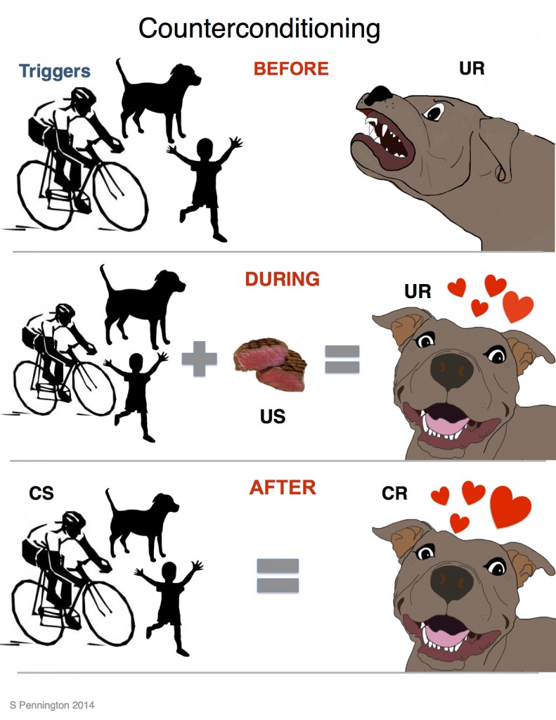 Training Techniques For Leash Reactivity