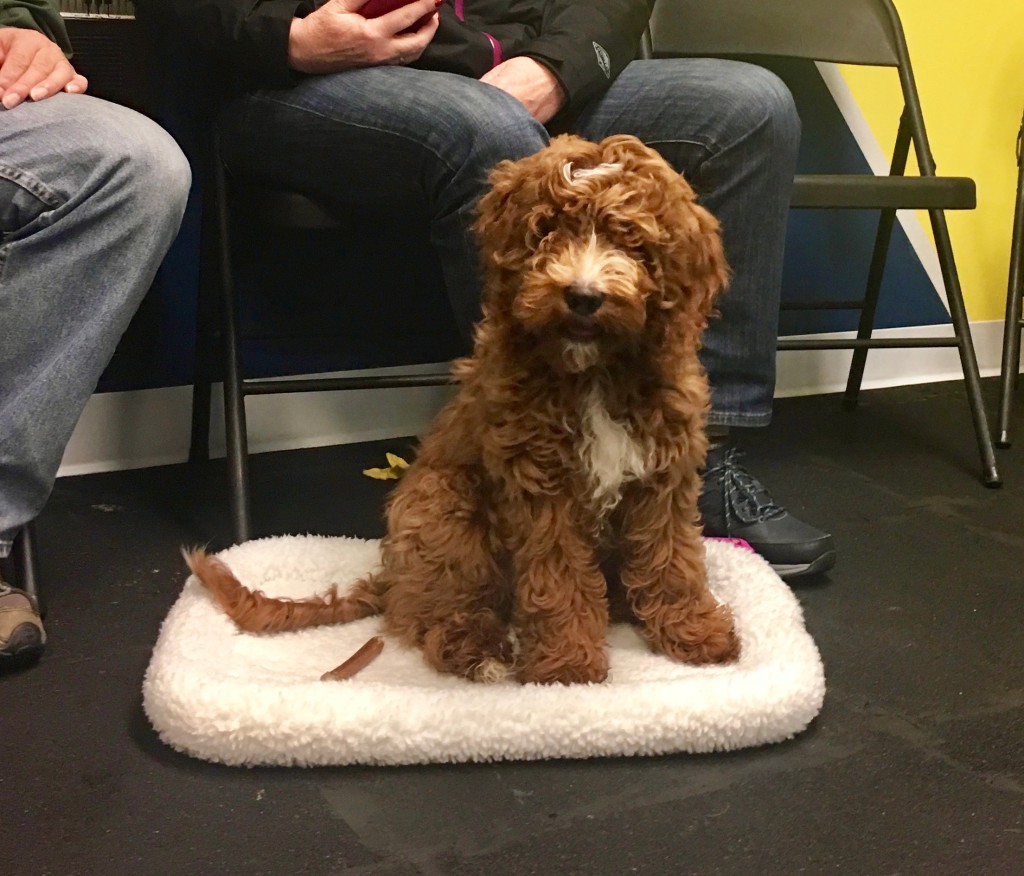 Teaching your dog to go to a mat or place